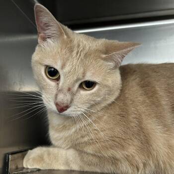 Jasper -  Domestic Short Hair Cat for Adoption in Dover, New Hampshire - Jasper | PetCurious
