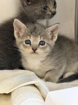 GORDA* -  Domestic Short Hair Cat for Adoption in Santa Cruz, California - GORDA* | PetCurious