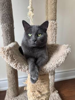 Colt -  Domestic Short Hair Cat for Adoption in Toronto, Ontario - Colt | PetCurious