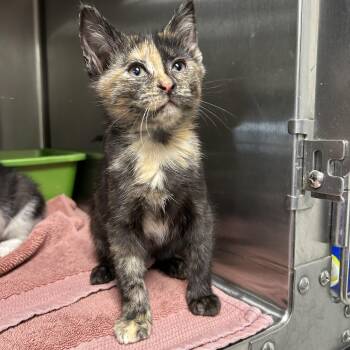 Rescue Tortoiseshell Cats for Adoption in La Grange Park, Illinois - Anemone 2 Of 6 | PetCurious