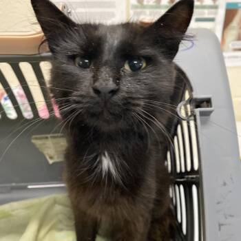 Domestic Short Hair Cats Available for Adoption in Memphis, Tennessee - Gretchen | PetCurious