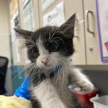 LADLE -  Domestic Medium Hair Cat for Adoption in Las Vegas, Nevada - LADLE | PetCurious