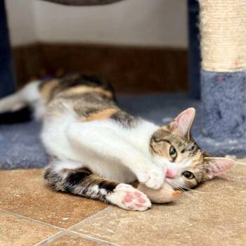 Domestic Short Hair Cats Available for Adoption in South Bend, Indiana - Phoebe | PetCurious