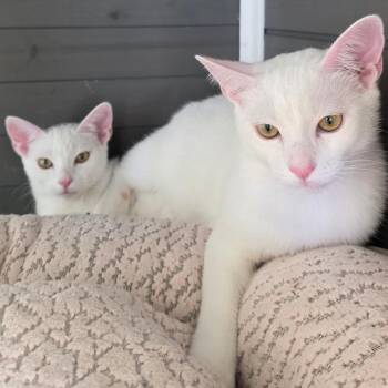 Ghost -  Domestic Short Hair Cat Available for Adoption - Ghost | PetCurious