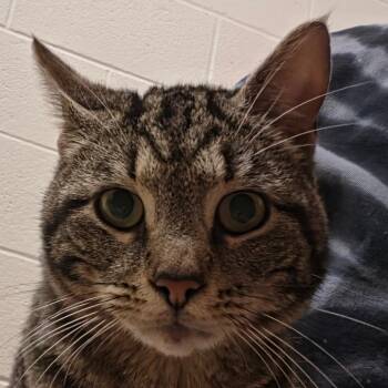 Weaver -  Domestic Short Hair Cat Available for Adoption in Zanesville, Ohio - Weaver | PetCurious