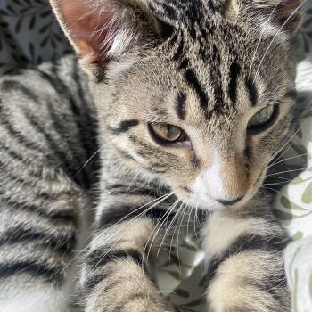 Chunky Monkey -  Tabby Cat for Adoption in Muncie, Indiana - Chunky Monkey | PetCurious