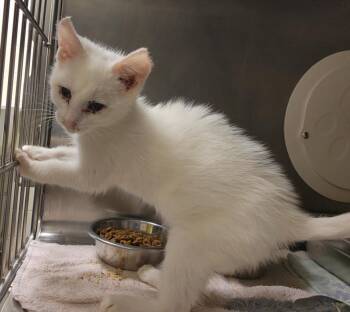 BENTLEY -  Domestic Short Hair Cat for Adoption in Hagerstown, Maryland - BENTLEY | PetCurious
