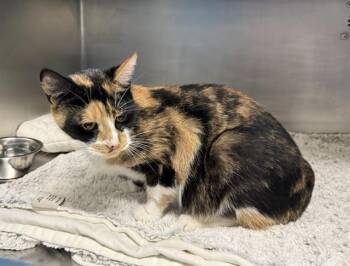 PICKLE BRINE -  Domestic Short Hair Cat for Adoption in Boston, Massachusetts - PICKLE BRINE | PetCurious