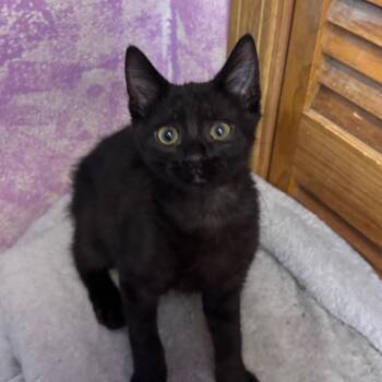 Binx -  Domestic Short Hair Cat for Adoption in Grantsville, Utah - Binx | PetCurious