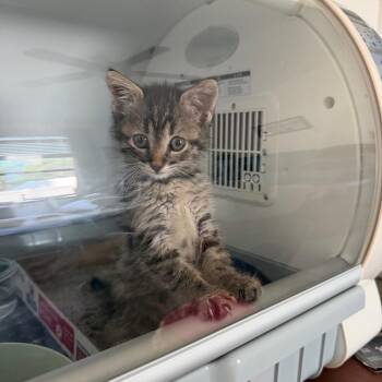Nezuko -  Domestic Short Hair Cat for Adoption in Port Richey, Florida - Nezuko | PetCurious