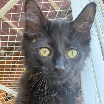 Dweller Jr. -  Extra Toes Cat Hemingway Polydactyl and Domestic Short Hair Cat for Adoption in Traverse City, Michigan - Dweller Jr. | PetCurious