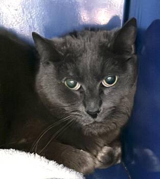 Domestic Short Hair Cats Available for Adoption in Sault Ste. Marie, Michigan - Cinder | PetCurious
