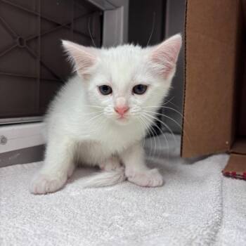 Domestic Short Hair Cats Available for Adoption - Ice Queen | PetCurious