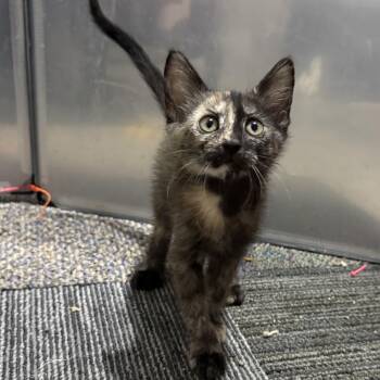 Evangeline -  Tortoiseshell and Domestic Short Hair Cat for Adoption in Brentwood, California - Evangeline | PetCurious