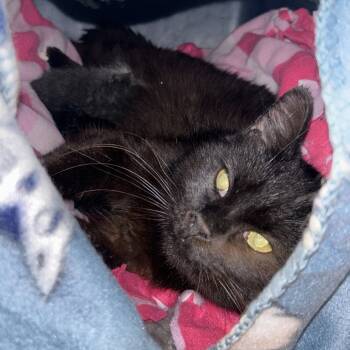 Rescue Domestic Short Hair Cats for Adoption in Bloomington, Illinois - Midnight | PetCurious