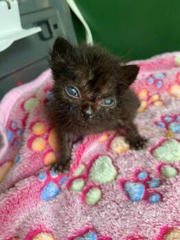 Small Fry -  Domestic Short Hair Cat for Adoption in Leonardtown, Maryland - Small Fry | PetCurious