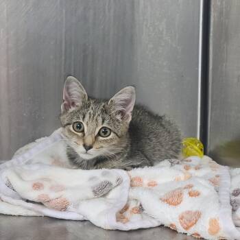 Coyote -  Domestic Short Hair Cat for Adoption in Russellville, Kentucky - Coyote | PetCurious