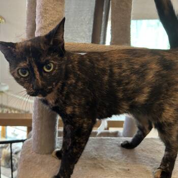 SUGAR -  Tortoiseshell Cat for Adoption - SUGAR | PetCurious