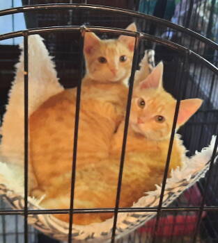 Rescue Domestic Short Hair Cats for Adoption in Mcconnelsville, Ohio - Robbie And Quincy | PetCurious