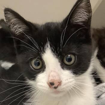 Piglet (pink collar) -  Domestic Short Hair Cat for Adoption in Redwood City, California - Piglet (pink Collar) | PetCurious
