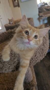 SUNSET -  Domestic Long Hair and Maine Coon Cat for Adoption in Escalon, California - SUNSET | PetCurious