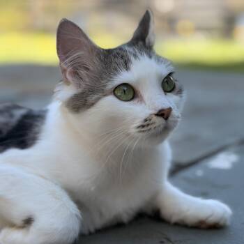 Domestic Medium Hair Cats Available for Adoption in Stamford, Connecticut - Tulip- Spring Time All The Time! | PetCurious