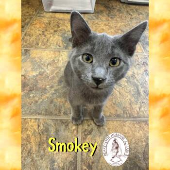 Rescue Domestic Short Hair Cats for Adoption in Red Lodge, Montana - Smokey | PetCurious
