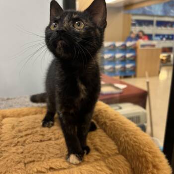 Trixie -  Tortoiseshell Cat for Adoption in Palmetto, Florida - Trixie | PetCurious