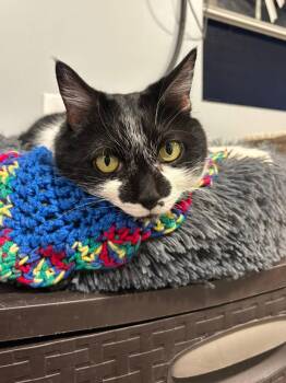 Tiny -  Domestic Short Hair Cat for Adoption in Oak Forest, Illinois - Tiny | PetCurious