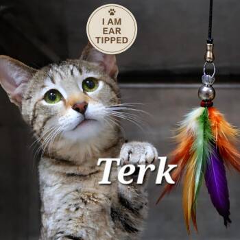 Domestic Short Hair Cats Available for Adoption - Terk | PetCurious