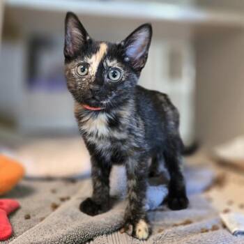 Sundae -  Domestic Short Hair Cat for Adoption in Oakland, California - Sundae | PetCurious