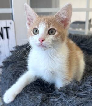Rescue Domestic Short Hair Cats for Adoption in Waynesville, Missouri - Walker | PetCurious