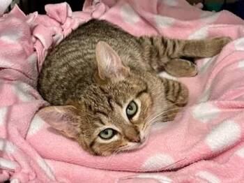 Bounty -  Domestic Short Hair Cat for Adoption in Bellevue, Washington - Bounty | PetCurious