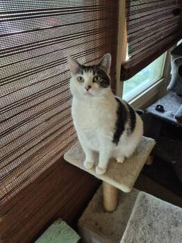 Cher -  Domestic Short Hair Cat for Adoption in Rockford, Illinois - Cher | PetCurious