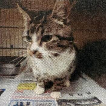 Domestic Short Hair Cats Available for Adoption - Brenda | PetCurious