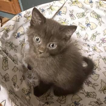 Domestic Short Hair Cats Available for Adoption in La Grange, Kentucky - Sandalwood | PetCurious