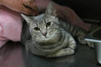 Domestic Medium Hair and Domestic Short Hair Cats Available for Adoption in Brunswick, Georgia - Farmer | PetCurious