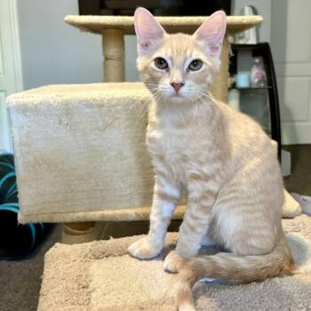 Mango -  Domestic Short Hair Cat for Adoption in Burnaby, British Columbia - Mango | PetCurious