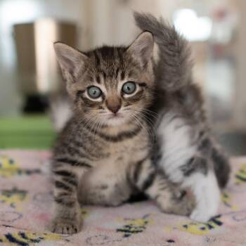 Styria 54482 -  Domestic Short Hair Cat for Adoption in Las Vegas, Nevada - Styria 54482 | PetCurious