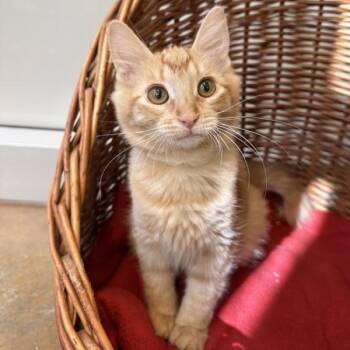 Flip Phone -  Domestic Short Hair Cat for Adoption in Walnut Creek, California - Flip Phone | PetCurious