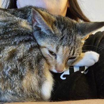 Clover -  Domestic Short Hair Cat for Adoption in Knoxville, Tennessee - Clover | PetCurious