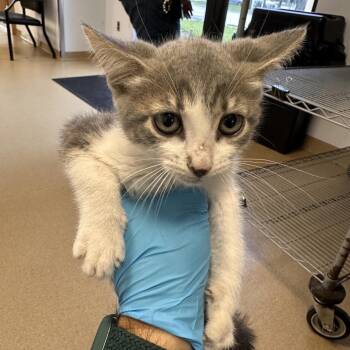 Elvis -  Domestic Short Hair Cat for Adoption in West Palm Beach, Florida - Elvis | PetCurious