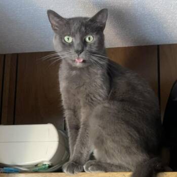 Domestic Short Hair Cats Available for Adoption - Boy Blue | PetCurious