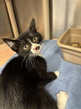Petey -  Domestic Short Hair Cat for Adoption in Bellevue, Washington - Petey | PetCurious