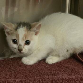 Daisy -  Domestic Short Hair Cat for Adoption in Council Bluffs, Iowa - Daisy | PetCurious