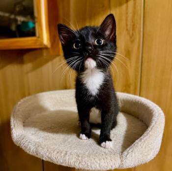 Baby -  Domestic Medium Hair Cat for Adoption in Glocester, Rhode Island - Baby | PetCurious