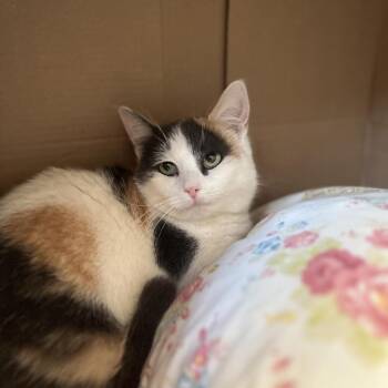 Roo -  Domestic Short Hair Cat for Adoption in Lynchburg, Virginia - Roo | PetCurious