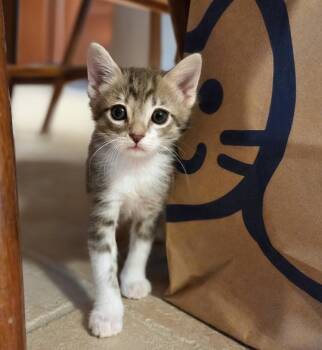 Earl Grey -  Domestic Short Hair Cat for Adoption in Santa Ana, California - Earl Grey | PetCurious