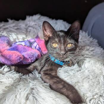 Rescue Domestic Short Hair Cats for Adoption in Tucker, Georgia - Lumiel (Cosmic Litter -The Star ) | PetCurious