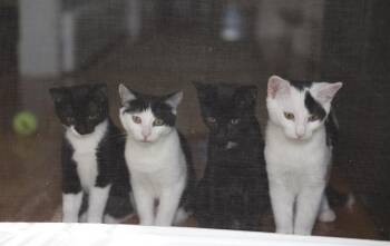 Initials Kitten: MW -  Domestic Short Hair Cat for Adoption - Initials Kitten: MW | PetCurious